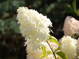 Okrasné dřeviny | WebJET CMS