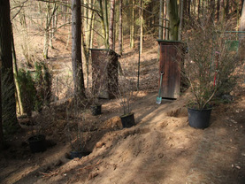 Okrasné dřeviny | WebJET CMS