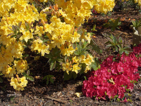 Okrasné dřeviny | WebJET CMS