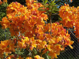 Okrasné dřeviny | WebJET CMS