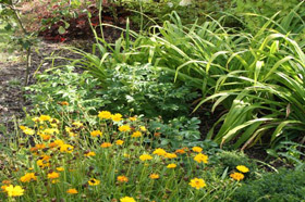 Okrasné dřeviny | WebJET CMS